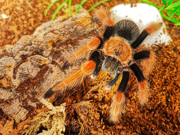 istock Mexican Fireleg. Brachypelma Boehmei. 1249558450