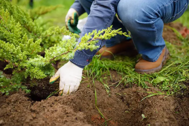 Photo of Gardener planting juniper plants in the yard. Seasonal works in the garden. Landscape design. Landscaping.