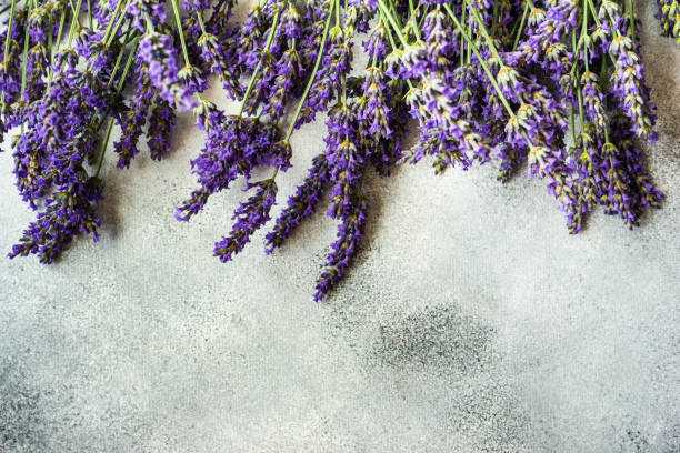 istock Fresh lavandula flowers in a frame 1249558799