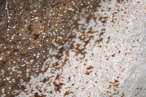 istock Close up texture of a white brown petrified wood with a dots structure 1249558937
