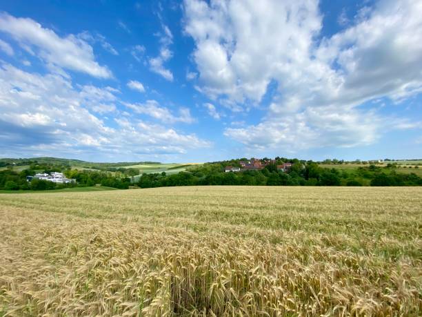istock Wheat field and small village in summer 1249560416