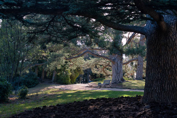 istock A bench in the park under the big pines 1249560731