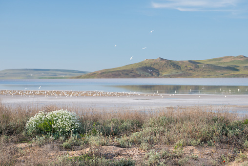 Landscape of a salt lake in the Crimea with white gulls and green hills in the blurred background