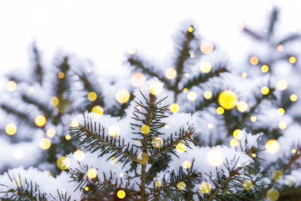 istock Christmas Tree Little Branch with Snow. 1249560812