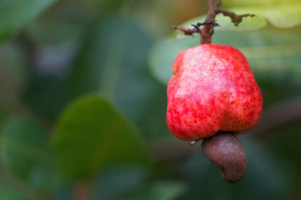 istock Fresh Cashew Nuts red color with water drop on branch tree with flare 1249561894