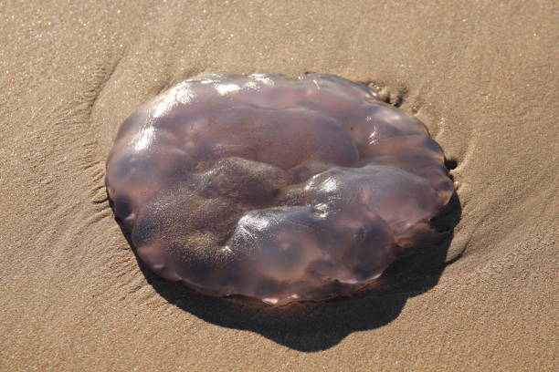 istock A jellyfish that has washed up on a beach. This photo has selective focus. 1249561991