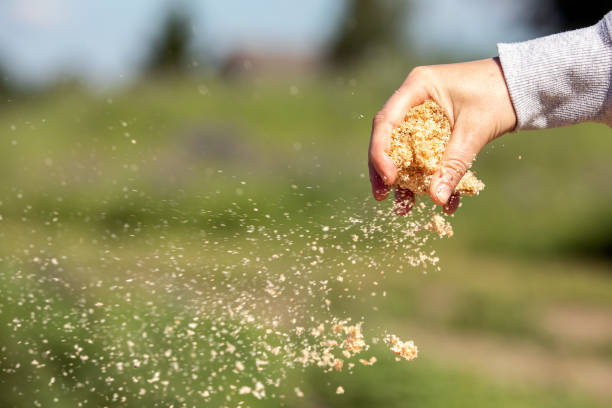 istock Wood shavings in hand, pieces flutter in the wind 1249562066