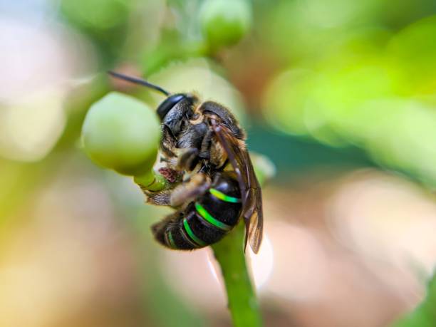 istock Green Honey Bee On Flower 1249562246