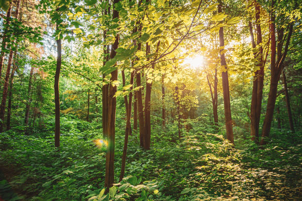 istock Spring Summer Sun Shining Through Canopy Of Tall Trees Woods. Upper Branches Of Trees 1249562292