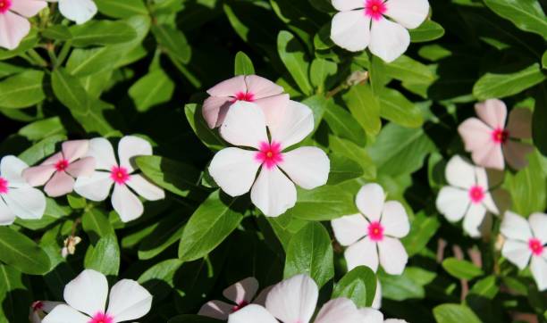istock botany plant apocynaceae flower vinca catharanthus roseus 1249563168