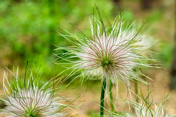 istock Pulsatilla vulgaris  seed head. Macro photo. 1249563286