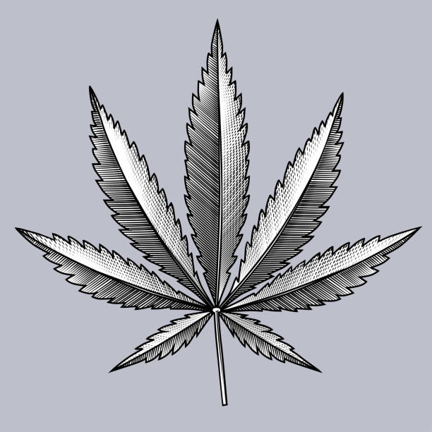 Cannabis leaf Cannabis leaf. Vintage engraving black and white stylized drawing. Vector illustration marijuana tattoo stock illustrations