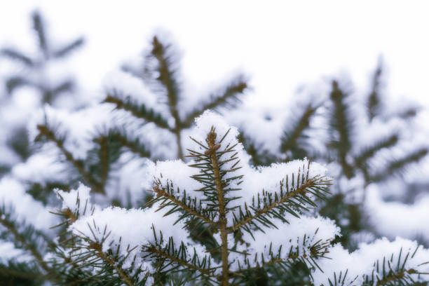 istock Christmas Tree Little Branch with Snow. 1249564478