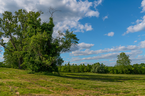 An early Summer landscape with interesting tree in Freneau Woods in Aberdeen New Jersey.