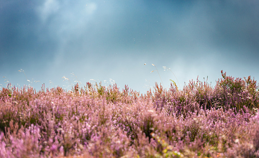 Heather moor and dramatic sky.
