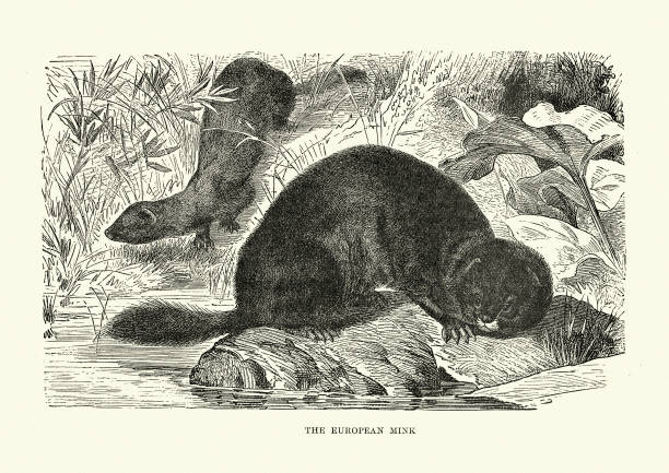 istock European mink Mustela lutreola 1249565170