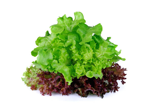 istock Red and green oak lettuce on white 1249565314