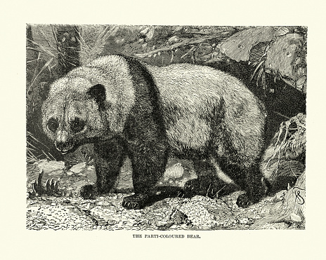 Vintage illustration of a Parti-coloured bear, Giant panda (Ailuropoda melanoleuca)
