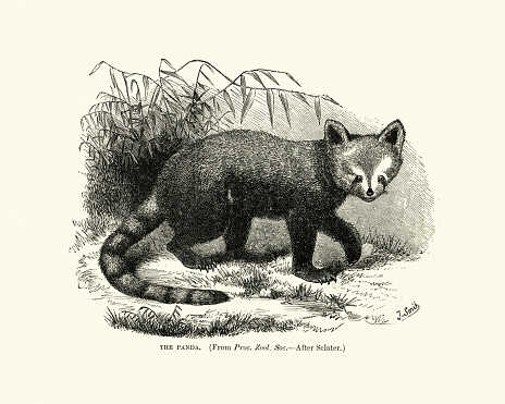 Vintage illustration of a red panda (Ailurus fulgens) a mammal species native to the eastern Himalayas and southwestern China.