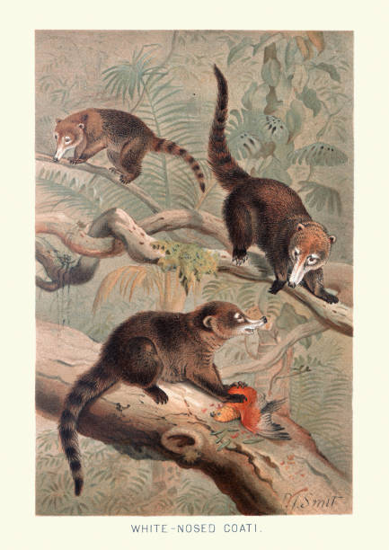 ilustrações, clipart, desenhos animados e ícones de coati de nariz branco (nasua narica) ou coatimundi - coati