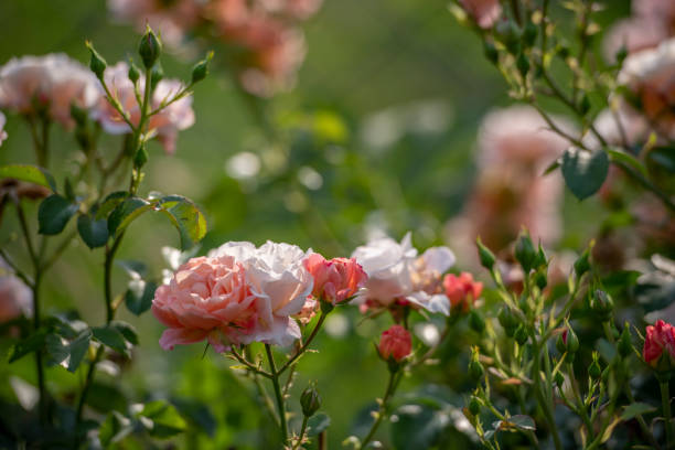 istock Flowers and buds in the rose garden 1249565728