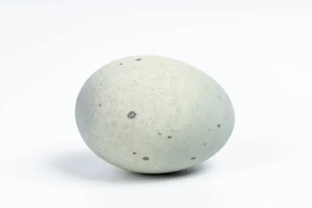 Photo of Century Egg on White Background