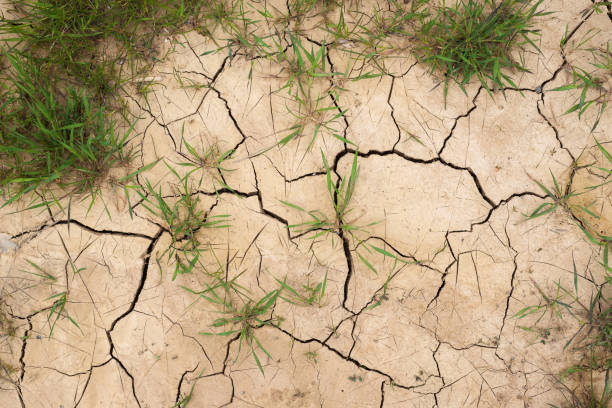 istock Texture of light cracked mud with green grass 1249567840