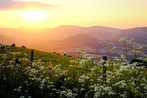 Cow Parsley and sheep on the hills above Llangollen, North Wales, late on a warm spring evening.