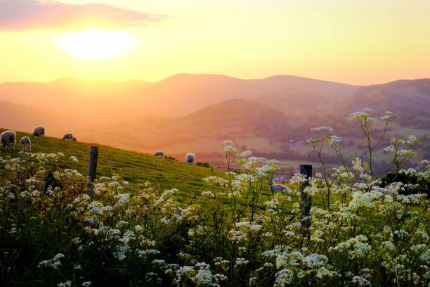 Cow Parsley and sheep high above the Dee Valley Cow Parsley and sheep on the hills above Llangollen, North Wales, late on a warm spring evening. cow parsley stock pictures, royalty-free photos & images