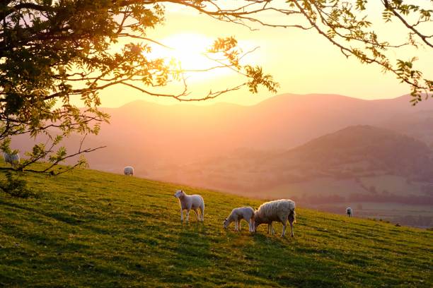 Sheep high above Llangollen Welsh mountain sheep standing on the hills above Llangollen, North Wales, late on a warm spring evening. sheep photos stock pictures, royalty-free photos & images