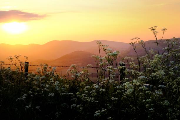 istock Cow Parsley high above the Dee Valley 1249569595