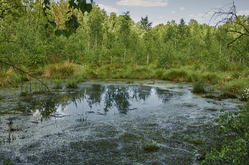 Bog pond before siltation in a large bog near Steinhude, Northern Germany