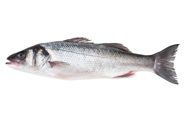 istock raw sea bass 124957391