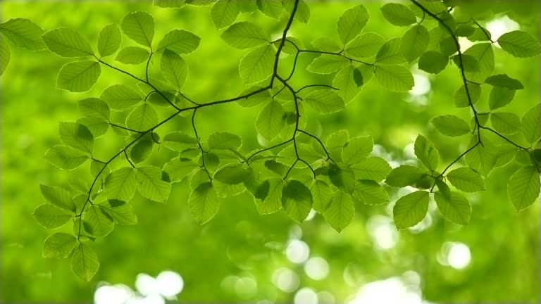 Spring forest. Beautiful rich green leaves of beech tree waving in the wind. Beautiful out of focus roundish boke. UHD