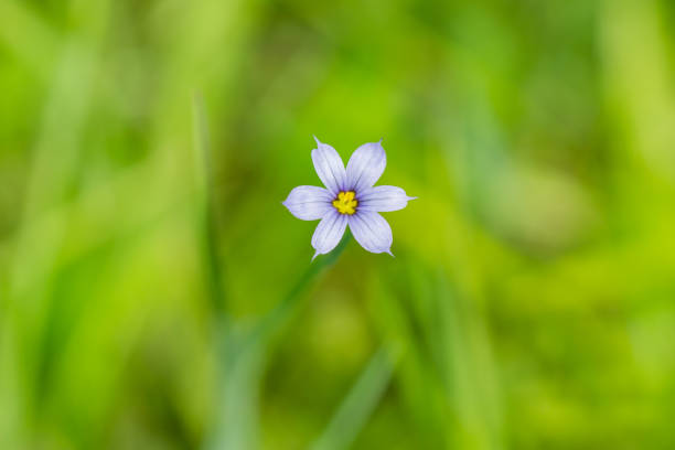 istock Blue Eyed Grass Flower in Springtime 1249576284