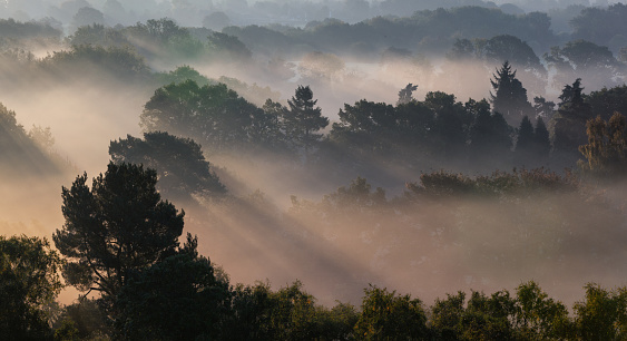 Sunrise on a misty morning in the Surrey Hills, deep in the English countryside.