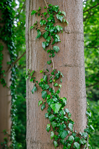 Ivy on a tree trunk in a park in Copenhagen