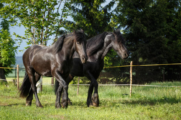 istock Friesian horse mare with foal 1249577658