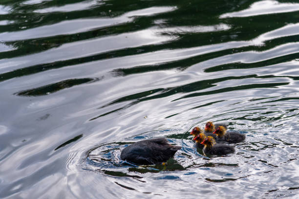 istock Coot birds - adult and chicks 1249579394