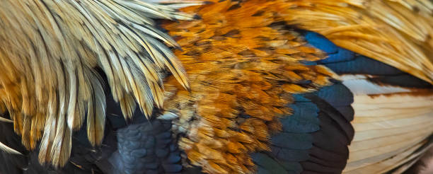 istock Closeup of beautiful rooster feathers 1249579428