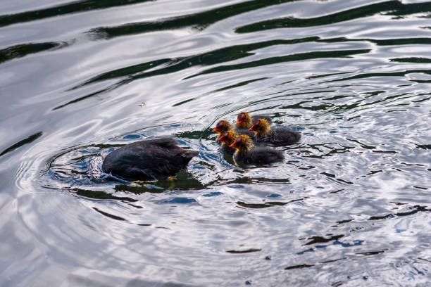 istock Coot birds - adult and chicks 1249579483