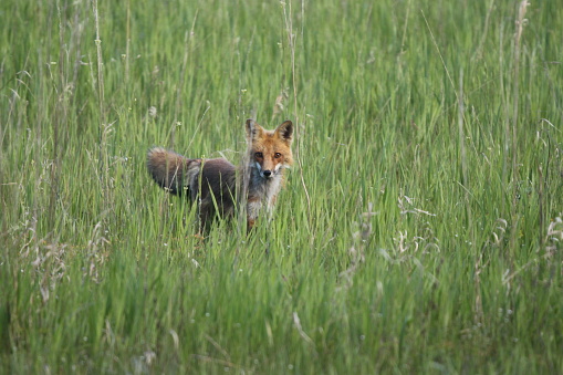 A red fox hunts for a mouse in a grassy field.