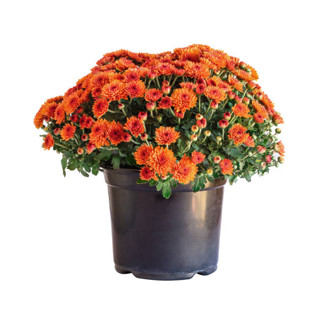 Orange Chrysanthemums Isolated Over White Background Large potted orange Chrysanthemums isolated over a white background. orange flowers on white stock pictures, royalty-free photos & images