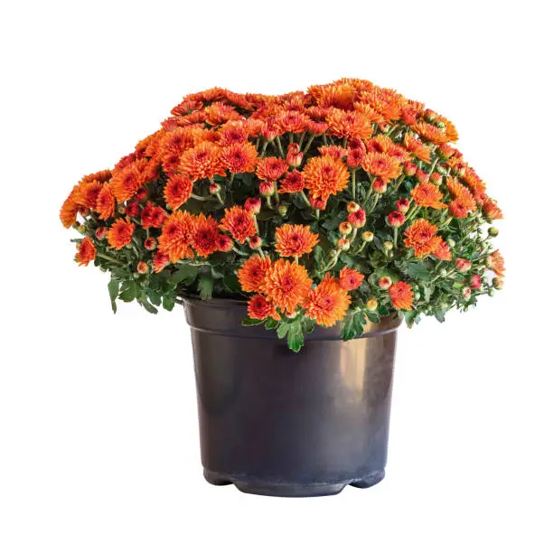 Large potted orange Chrysanthemums isolated over a white background.