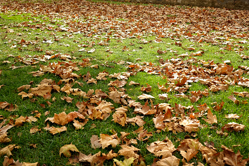 close up green grass landscape and fallen autumn leaves