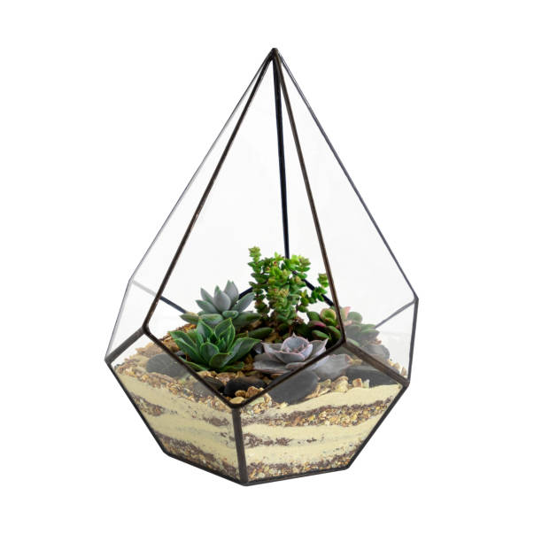 istock succulent garden in a geometric vase isolated on a white 1249584947