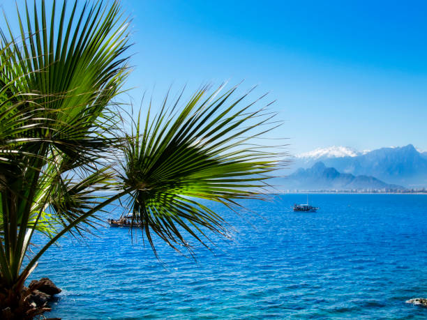 słoneczny pejzaż morski z żaglówką i palmą - clear sky water sports and fitness yacht zdjęcia i obrazy z banku zdjęć