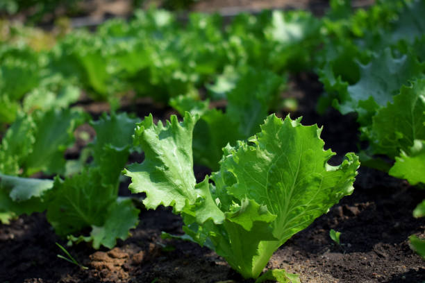 istock Lettuce salad growing on bed in the garden 1249586536