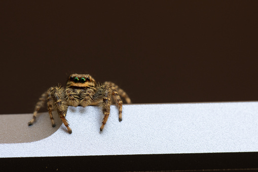 a little jumping spider with green eyes is climbing around on a laptop