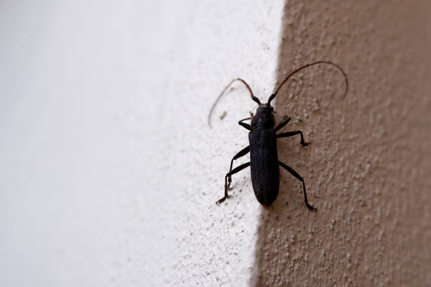 istock Brown color Long-horned Beetle isolated on wall 1249588317